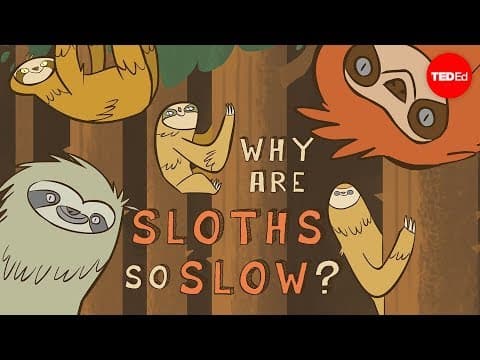 【Ted-ed】真實的樹懶真的像動物方城市裡一樣動作緩慢嗎？ (Why are sloths so slow? - Kenny Coogan)