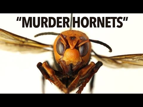 「殺人蜂」入侵北美，你該知道什麼？(Everything You Need To Know About Murder Hornets In 6 Minutes)