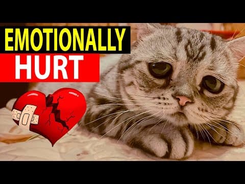 貓咪心情也會受傷？避開這 6 個會讓貓咪傷心的舉動！（6 Practices That Emotionally Harm Your Cat??）