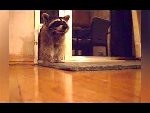 【動物】 什麼？！浣熊又來偷食物了！ (Ozzy Man Reviews: Raccoons)