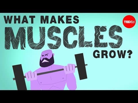 【TED-Ed】想要有肌肉嗎? 那就快來看看肌肉是怎麼形成的吧! (What makes muscles grow? - Jeffrey Siegel)
