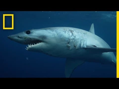 【動物】誰是海洋霸主？ 鯊魚游起來 (Sharks 101 | National Geographic)