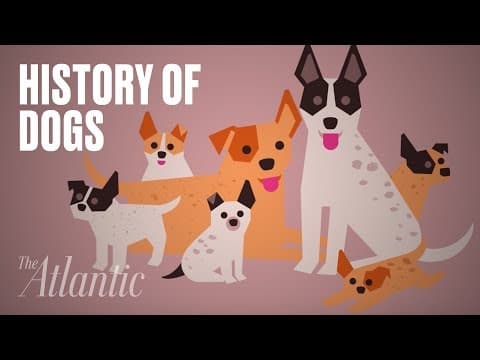 【動物】一起來了解狗兒的演化過程吧！ (The Origin of Dogs)