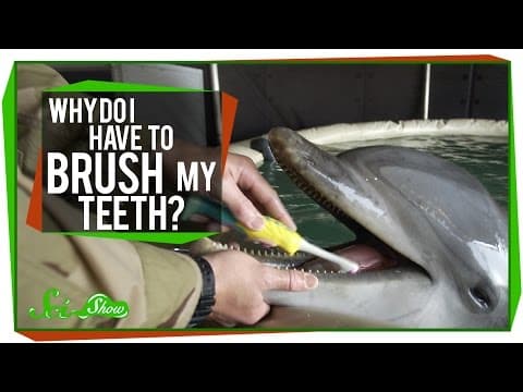 衛生好重要！但到底為什麼我要刷牙呢？(Why Do I Have to Brush My Teeth?)