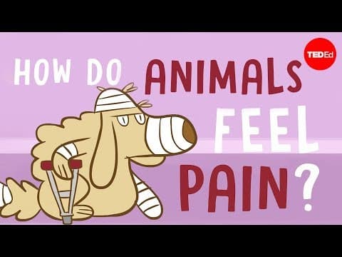 動物是怎麼感覺到「痛」的呢？ (How do animals experience pain? - Robyn J. Crook)
