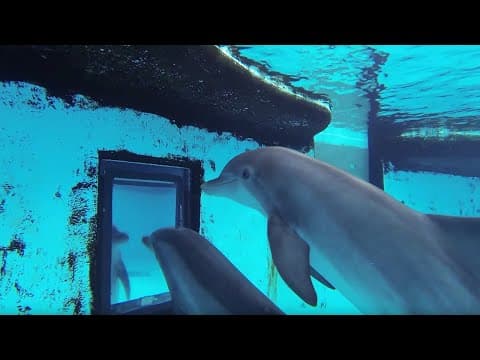 【動物】海豚到底有多聰明？ (Just How Smart Are Dolphins? | Inside the Animal Mind | BBC)
