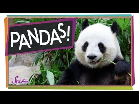毛茸茸、圓滾滾、人見人愛的熊貓面臨的大問題！ The Problem With Pandas | Animal Science for Kids