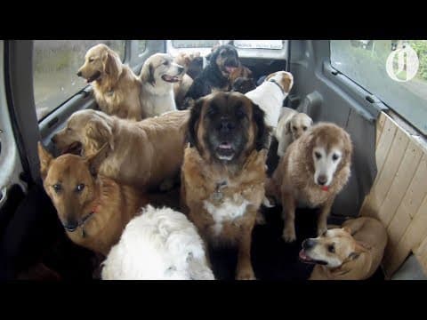 【動物】狗狗校車接狗狗「上學去」！ (Doggie School Bus picks up pups for 'school')