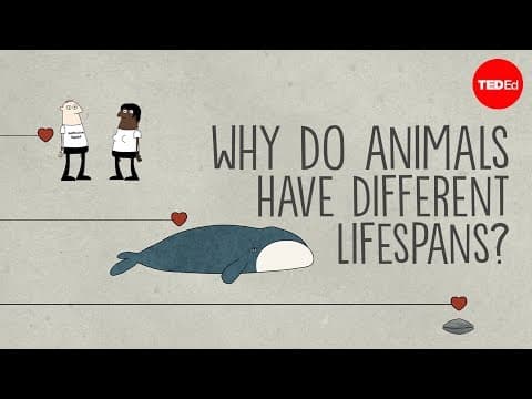 【TED-Ed】為什麼動物會有不同的壽命？ (Why do animals have such different lifespans? - Joao Pedro de Magalhaes)