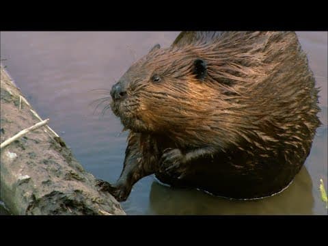 啃吧孩子！海狸怎麼築水壩？ (How Beavers Build Dams | Leave it to Beavers