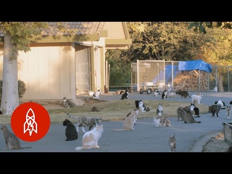 貓奴必看！與一千隻貓咪同住到底是什麼感覺？ (The Woman Who Lives With 1,000 Cats)