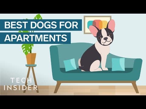 住公寓最適合養的狗狗品種 (Best Dog Breeds For Apartment Living)