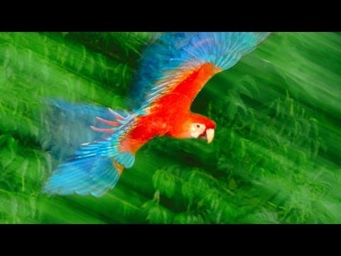 用照片詮釋動物喧囂的世界