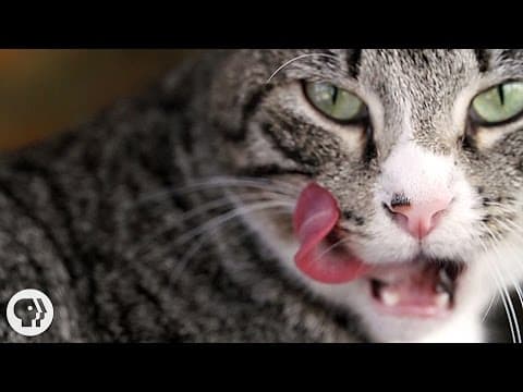 為什麼貓的舌頭摸起來像砂紙？又為什麼貓這麼愛梳理自己？ (Why Does Your Cat's Tongue Feel Like Sandpaper? | Deep Look)