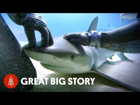 一名成為「鯊魚之母」的潛水員 (How One Diver Became the “Mother of Sharks”)