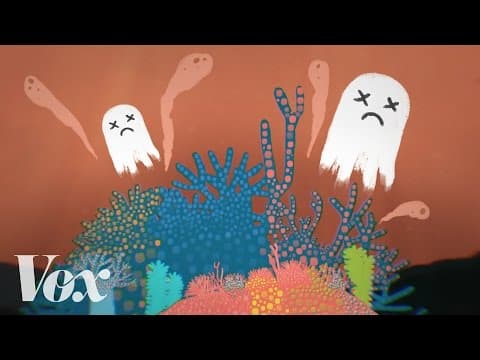 澳洲大堡礁的情況有多危急？ (How dead is the Great Barrier Reef?)