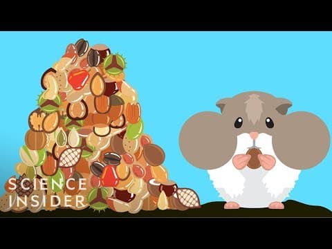 倉鼠塞進嘴裡的食物跑去哪了？ (How Hamsters Can Stuff So Much Food In Their Cheeks)
