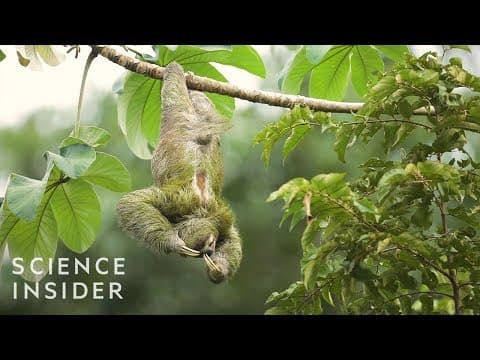 樹...懶...爬...這...麼...慢...怎...麼...活...？ (The Extreme Life Of A Sloth)