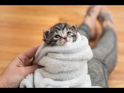 安撫小小貓的五個好方法 (5 Ways to Comfort a Kitten)