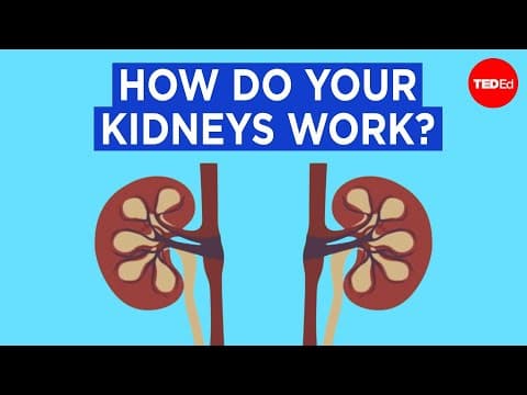 【TED-Ed】腎臟是如何運轉的? (How do your kidneys work? - Emma Bryce)