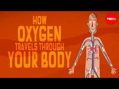 【TED-Ed】氧氣是怎麼在身體裡循環的？ (How oxygen travels through your body - Enda Butler)