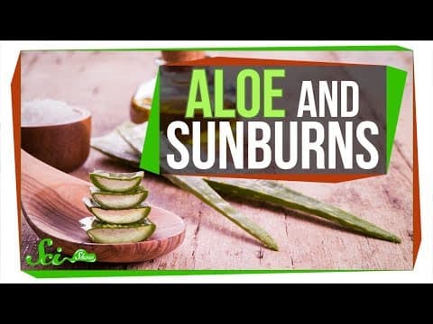 曬傷擦蘆薈真的有用嗎？(Does Aloe Really Treat a Sunburn?)
