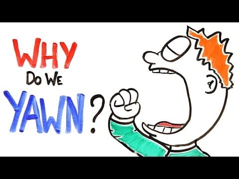 我們為什麼打哈欠?Asapscience 系列 (Why Do We Yawn?)