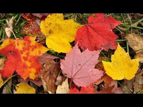 【科學知識】你知道為什麼秋天葉子會變色嗎? Why Do Autumn Leaves Change Color? (Why Do Autumn Leaves Change Color? - Instant Egghead #51)