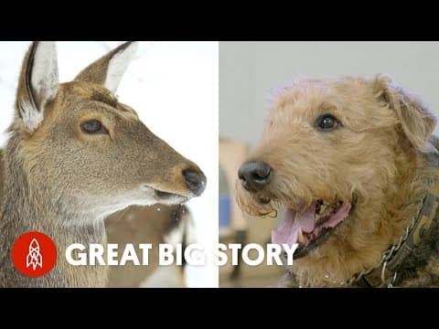 保護動物的好人 (The Good People Protecting Animals)