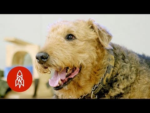 【動物】一探究竟！狗狗的小腦袋瓜裡到底在想什麼？(Inside the Mind of a Dog)