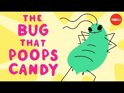 這種小蟲會產糖果？(The bug that poops candy)