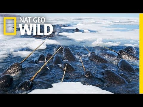 【動物】獨角獸真的存在？一起來認識神秘又夢幻的獨角鯨 (Narwhals: The Unicorns of the Sea! | Nat Geo WILD)