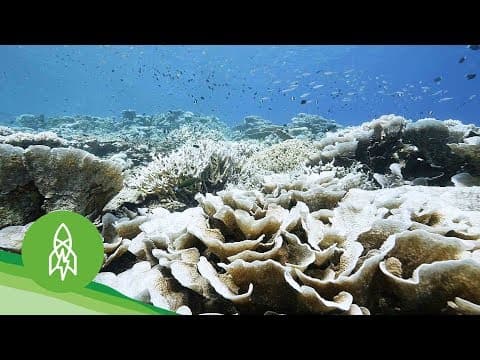 這些科學家幫助培育珊瑚小寶寶！ (Racing to Save Dying Coral Reefs)