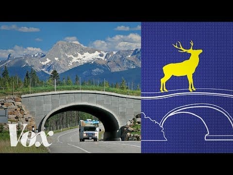動物廊道制止路殺，為什麼不多蓋一點？ (Wildlife crossings stop roadkill. Why aren't there more?)