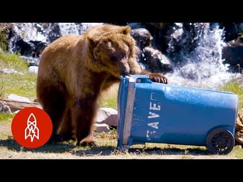 這些熊是家用品測試員！ (These Bears Put Your Household Items to the Test)