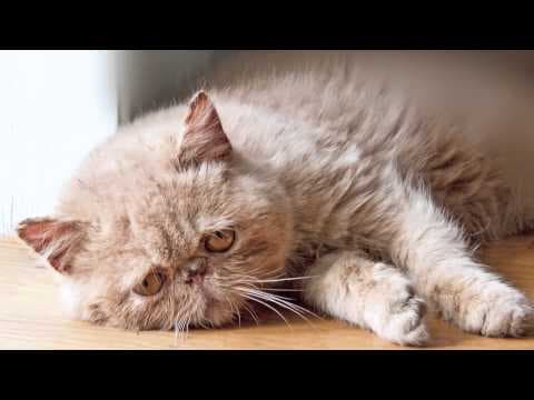 憂鬱貓咪日記 Sad Cat Diary