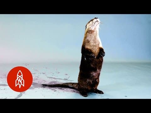 瀕危的北美水獺 (Back from the Brink: The North American River Otter)