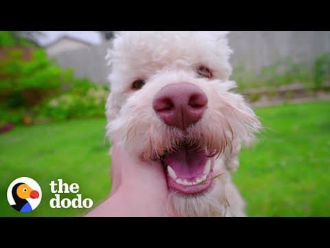 可愛爆棚！為什麼我們無法抗拒毛小孩？(There's A Scientific Reason Why We Love Dogs So Much | The Dodo)