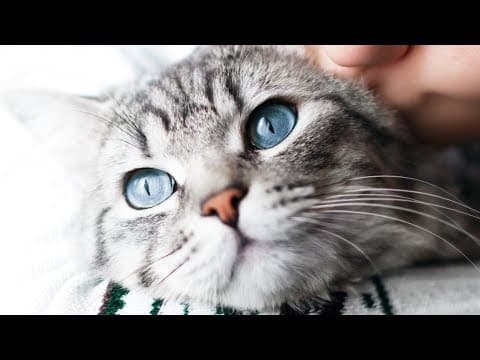 你家狗狗貓貓很愛你？真的嗎？(Here's How To Know If Your Pet Has Really Bonded With You)