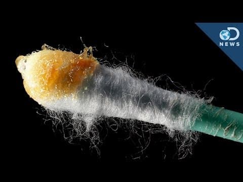 耳屎有什麼作用呢？ (Why Do We Need Earwax?)