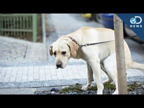 【冷知識】為什麼狗狗便便前要轉圈圈呢 (Why Dogs Spin Before They Poop)