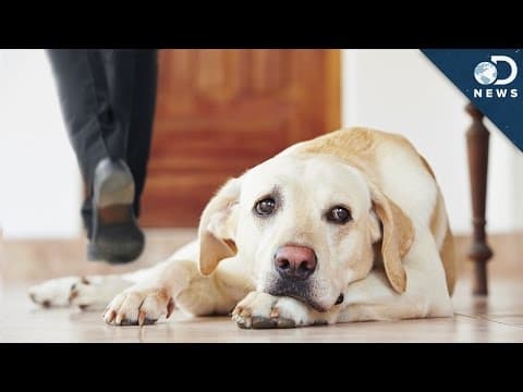 當你離開時，你的狗狗忘記你 (Your Dog Forgets You When You Leave)