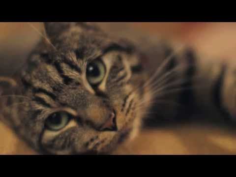 從貓咪角度看世界