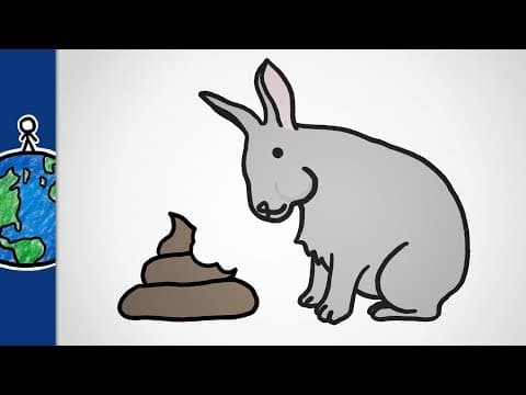 動物為何吃大便 (Why Do Some Animals Eat Poop?)