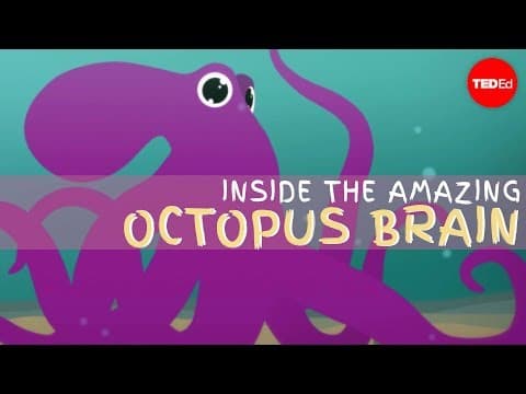 【TED-Ed】為什麼章魚大腦是如此的不凡！(Cláudio L. Guerra (Why the octopus brain is so extraordinary - Cláudio L. Guerra)