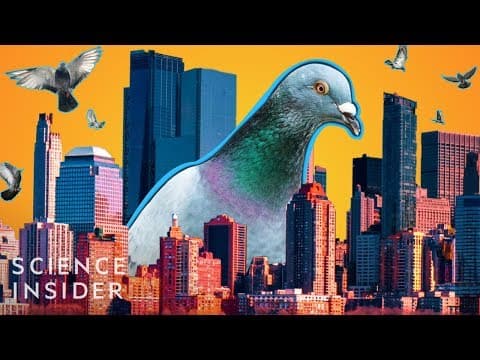 又是鴿子！為什麼城市有這麼多鴿子？ (Why Cities Have So Many Pigeons)