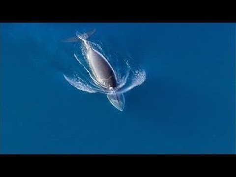 【動物】殺人鯨狩獵！小鬚鯨逃得過嗎？ (Killer Whales Attack Minke | Frozen Planet | BBC Earth)