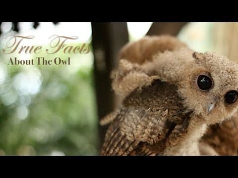 你有所不知的貓頭鷹 (True Facts About The Owl)