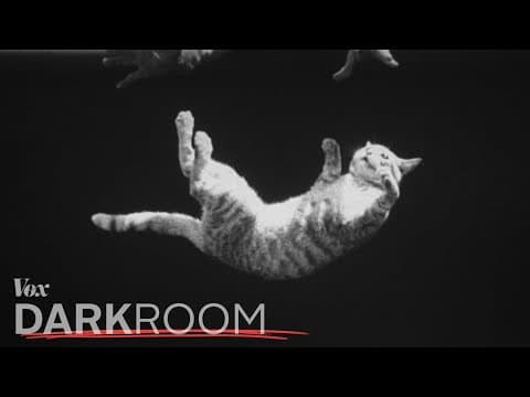 你的腳底有磁鐵吧！為什麼貓貓總是能安全落地？ (Why a cat always lands on its feet)