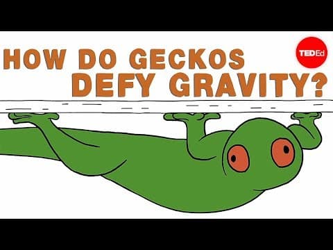 【TED-Ed】飛簷走壁的壁虎！ (How do geckos defy gravity?)